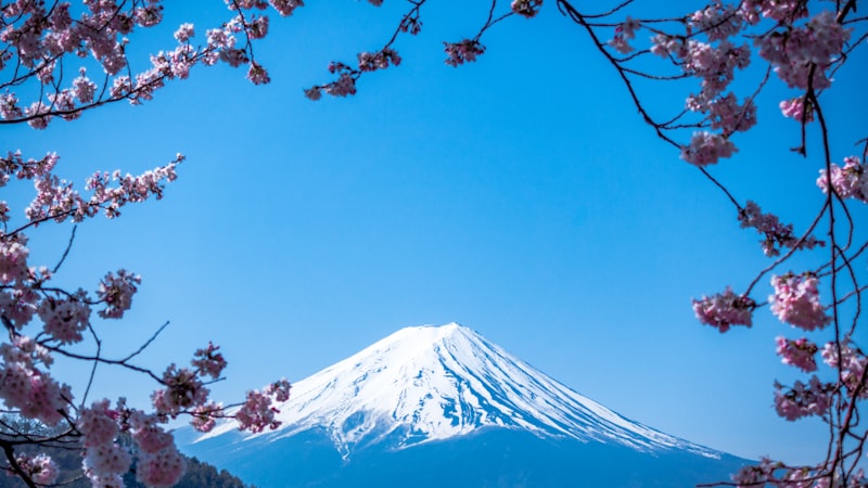 桜の枝越しに見える青空と雪をかぶった富士山